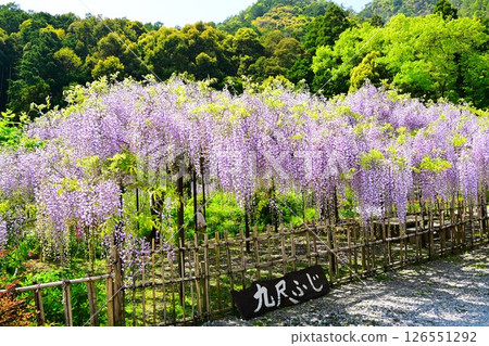 Wisteria flowers in full bloom Wisteria flowers in full bloom 126551292