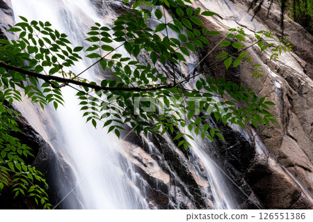 Ao-taki waterfall at the source of the Mitaki River in Yunoyama Onsen during the season of fresh greenery Ao-taki waterfall at the source of the Mitaki River in Yunoyama Onsen during the season of fresh greenery 126551386