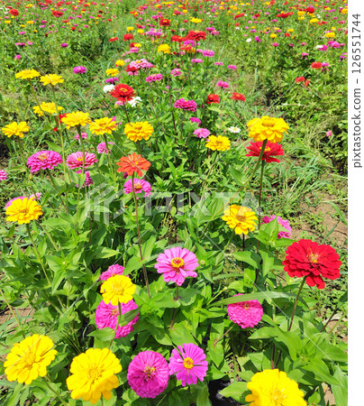 Besshi草花園 Besshi草花園 126551744