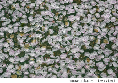 Cherry blossom petals scattered all over Cherry blossom petals scattered all over 126551861