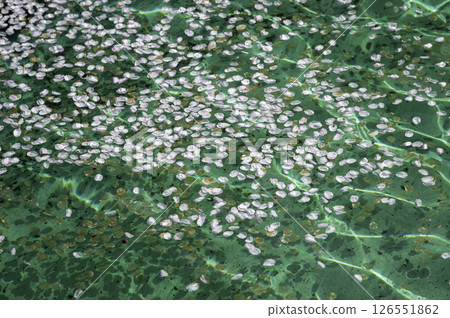 Cherry blossom petals floating on the water surface Cherry blossom petals floating on the water surface 126551862