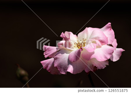 Colorful roses that heal the hearts of many people 126551875