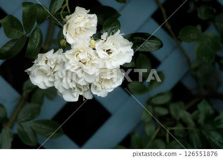 Colorful roses that heal the hearts of many people 126551876