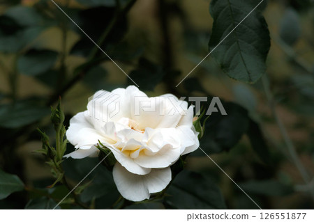 Colorful roses that heal the hearts of many people 126551877