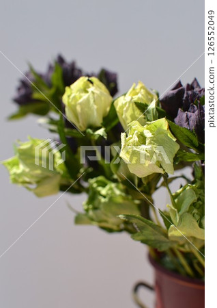 紅色容器中的紫色和綠色乾燥聖誕玫瑰花 126552049