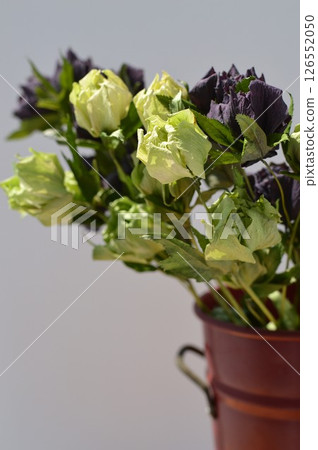 紅色容器中的紫色和綠色乾燥聖誕玫瑰花 126552050