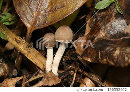 落葉土壤上生長的日本刺尾菇幼菇（自然環境下微距閃光燈攝影） 126552052