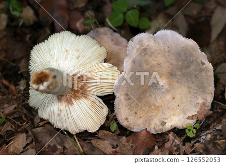 Both sides of a thick, chunky, dirty looking Russula arbutifolia mushroom (photographed with a strobe macro in a natural environment) Both sides of a thick, chunky, dirty looking Russula arbutifolia mushroom (photographed with a strobe macro in a natural environment) 126552053