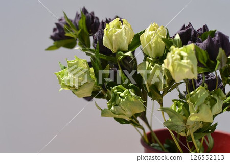紅色容器中的紫色和綠色乾燥聖誕玫瑰花 126552113