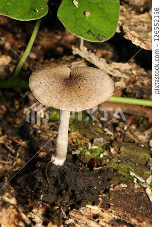 森林落土中的 Hiiroitachitake 蘑菇的成蟲孢子（自然環境中的微距閃光燈攝影） 126552156