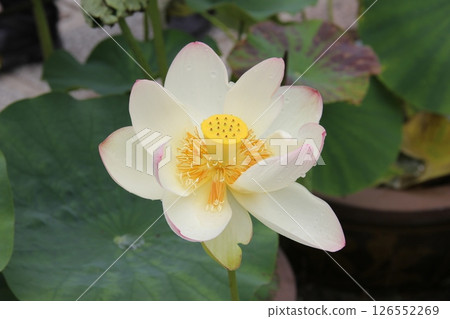 White Lotus Flower White Lotus Flower 126552269