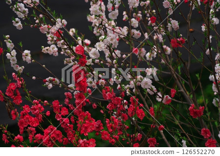 信州安曇野的春天：大王山葵農場的紅白桃花盛開 126552270