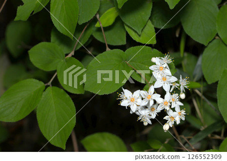 明亮的白色沼澤萬壽菊花在深綠色的森林中綻放 明亮的白色沼澤萬壽菊花在深綠色的森林中綻放 126552309