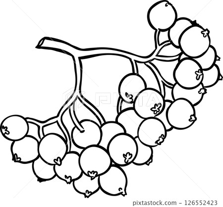 rowan branch isolated rowan branch isolated 126552423
