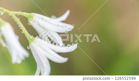 White flower wet to the rain White flower wet to the rain 126552599