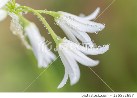 White flower wet to the rain White flower wet to the rain 126552697