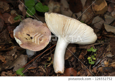 Image of the cap, folds and stem of a large Russula arbutifolia mushroom (macro strobe photography in natural environment) Image of the cap, folds and stem of a large Russula arbutifolia mushroom (macro strobe photography in natural environment) 126552752