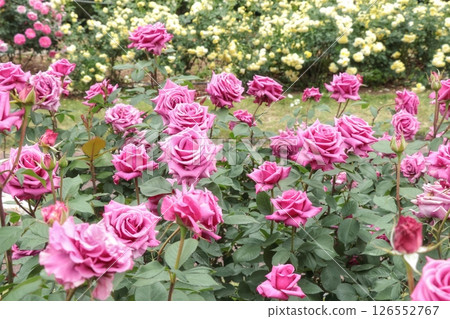 Beautiful pink roses Beautiful pink roses 126552767