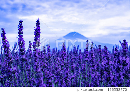 Mysterious view of Mt. Fuji and lavender fields at dusk Mysterious view of Mt. Fuji and lavender fields at dusk 126552770