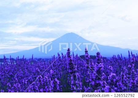 盛開的薰衣草和富士山的藍色輪廓 126552792