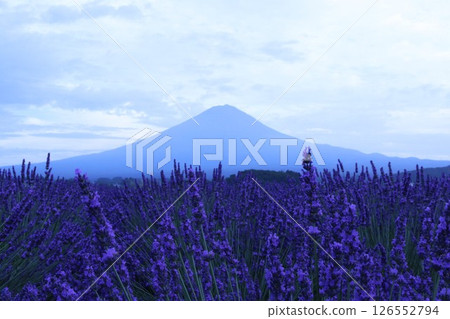 The blue silhouette of Mt. Fuji and lavender fields in full bloom 126552794