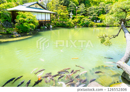 初夏的相樂園風景:隔著池塘眺望兵庫縣神戶市中央區茶室勘心亭2 初夏的相樂園風景:隔著池塘眺望兵庫縣神戶市中央區茶室勘心亭2 126552806