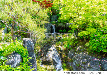 初夏的相樂園風景:兵庫縣神戶市中央區1號庭園內的小瀑布 初夏的相樂園風景:兵庫縣神戶市中央區1號庭園內的小瀑布 126552815