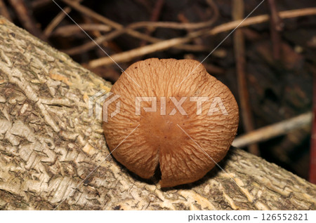 A round cap of a beige Agaricus mushroom on the deciduous soil of a moist woodland (macro strobe photography in natural environment) 126552821