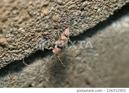 A small longhorn beetle on concrete (macrophotography under natural light in a sunny day) 126552955