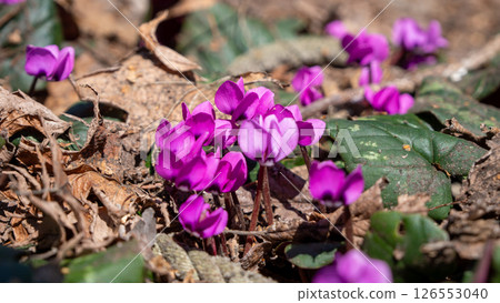 Garden cyclamen bathed in the spring sunshine Garden cyclamen bathed in the spring sunshine 126553040