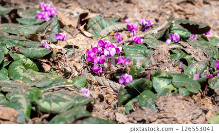 Garden cyclamen flower garden Garden cyclamen flower garden 126553041