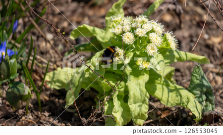 Honeybees collecting nectar from butterbur sprouts Honeybees collecting nectar from butterbur sprouts 126553045