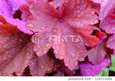Coral bell red leaves dotted with dew after rain 126553060