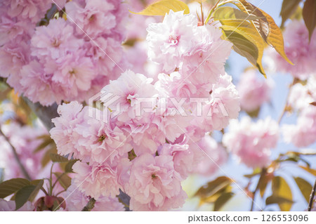 Spring double cherry tree Spring double cherry tree 126553096