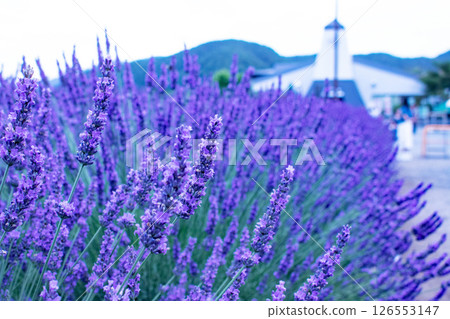 盛開的薰衣草、步道和建築物 盛開的薰衣草、步道和建築物 126553147
