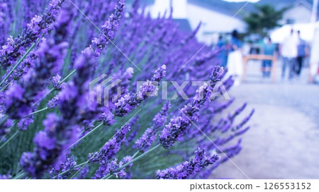 Lake Kawaguchi: A walk along a lavender-filled path 126553152