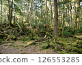 A tree 126553285
