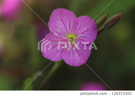 春日邊緣綻放的日本燈籠植物的粉紅色花朵 126553302
