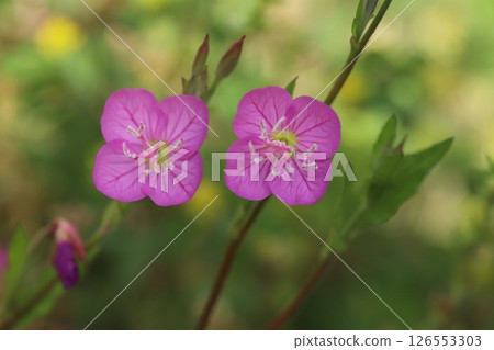 春日邊緣綻放的日本燈籠植物的粉紅色花朵 126553303