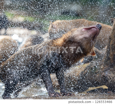 Bush dog (Speothos venaticus) in nature. 126553466
