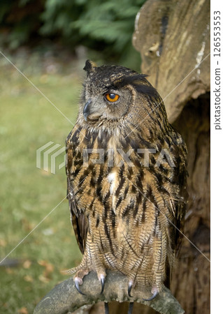 An owl perched on a perch waiting for game An owl perched on a perch waiting for game 126553553