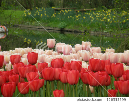 Tulips at Küchenhof in the Netherlands 126553599