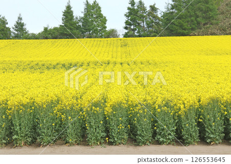 盛開的油菜花田，安平町，油菜花步道，油菜花田，安平道之站D51站 126553645