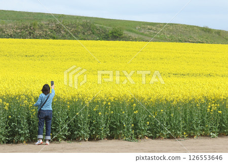 盛開的油菜花田，安平町，油菜花步道，油菜花田，安平道之站D51站 126553646