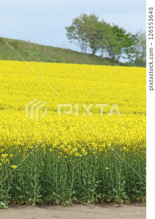 盛開的油菜花田，安平町，油菜花步道，油菜花田，安平道之站D51站 126553648