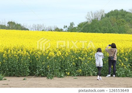 盛開的油菜花田，安平町，油菜花步道，油菜花田，安平道之站D51站 126553649