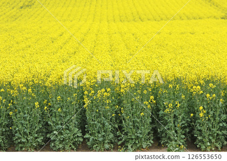 Full-bloom rapeseed field, Abira Town, rapeseed walk, rapeseed field, Abira Roadside Station D51 Station 126553650