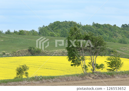 盛開的油菜花田,安平町,油菜花步道,油菜花田,安平道之站D51站 盛開的油菜花田,安平町,油菜花步道,油菜花田,安平道之站D51站 126553652