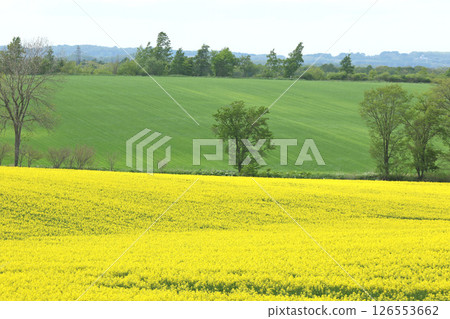 盛開的油菜花田，安平町，油菜花步道，油菜花田，安平道之站D51站 126553662