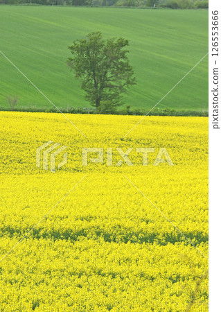 Full-bloom rapeseed field, Abira Town, rapeseed walk, rapeseed field, Abira Roadside Station D51 Station Full-bloom rapeseed field, Abira Town, rapeseed walk, rapeseed field, Abira Roadside Station D51 Station 126553666